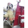 The Fire Chief Dalmatian Dog Mascot Costume